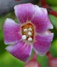  Flower ( see  stamens and antherless staminodes)